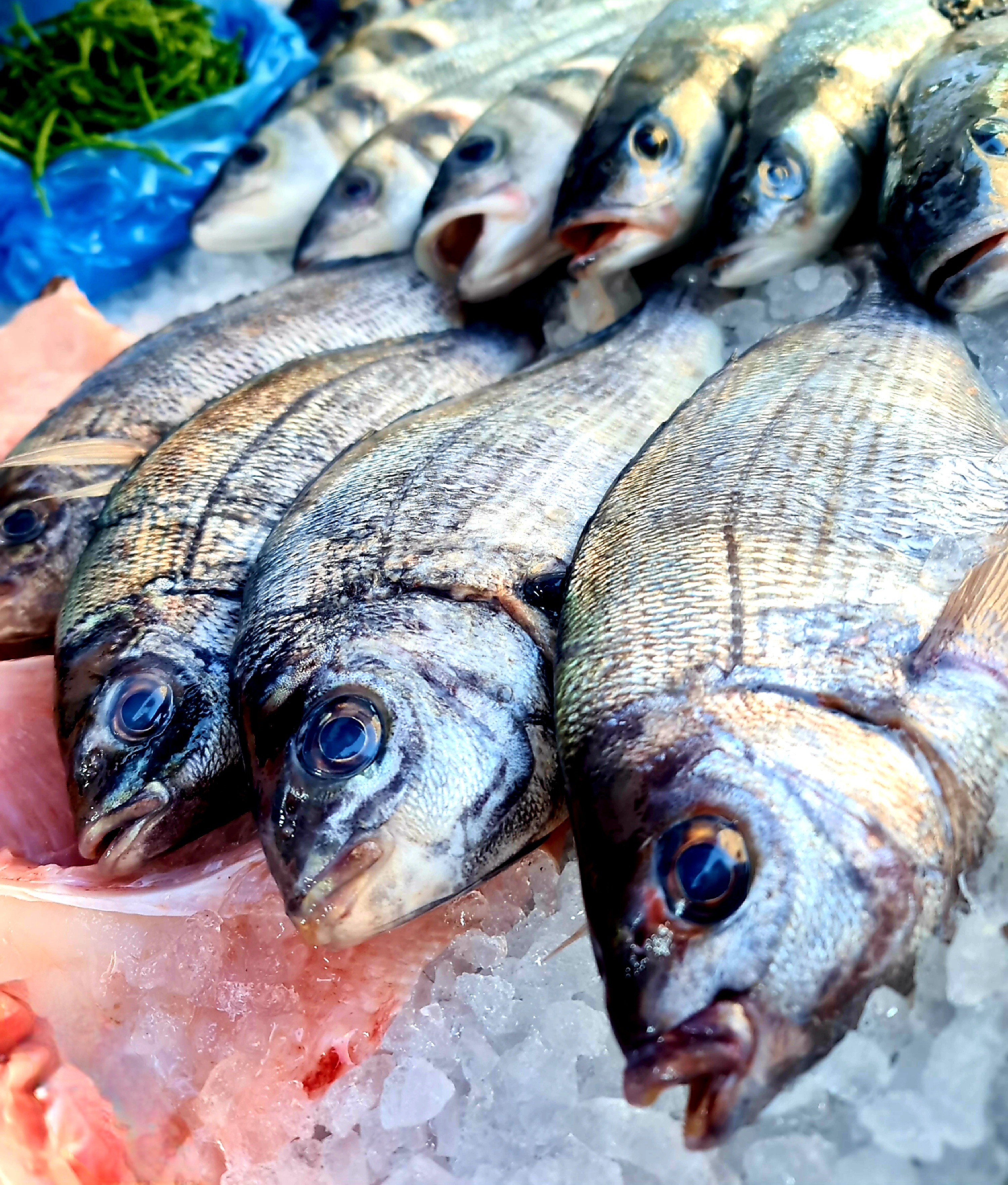 Fresh Black Bream 