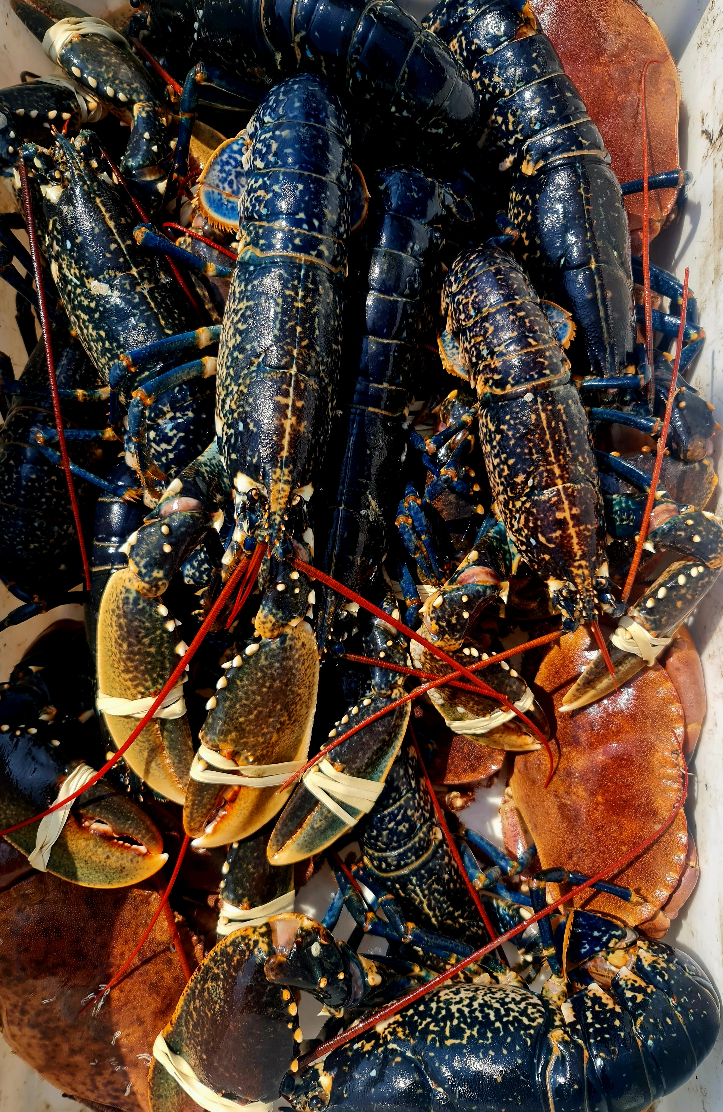 Live Lobster - Highcliffe Fishmonger 