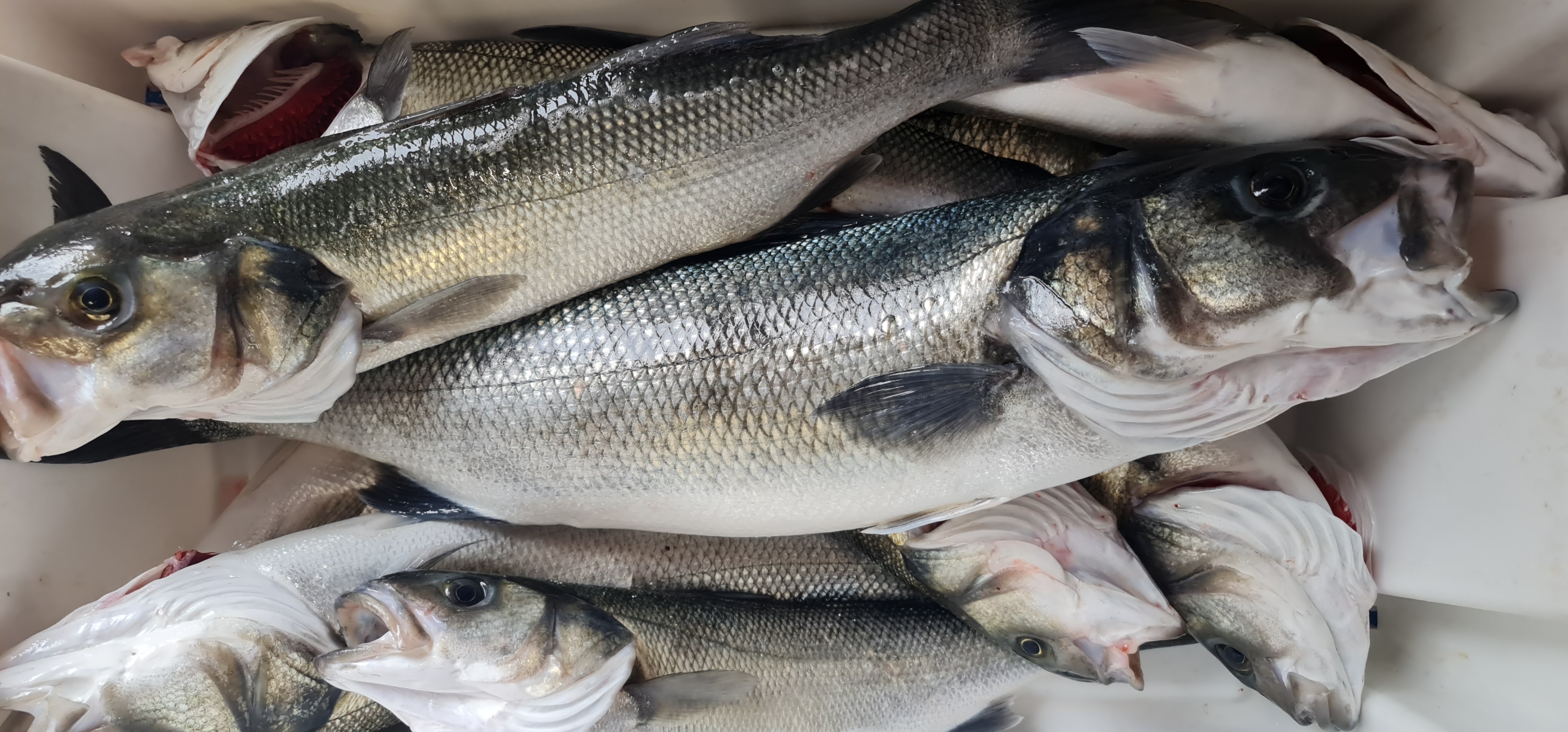 Sea Bass 
