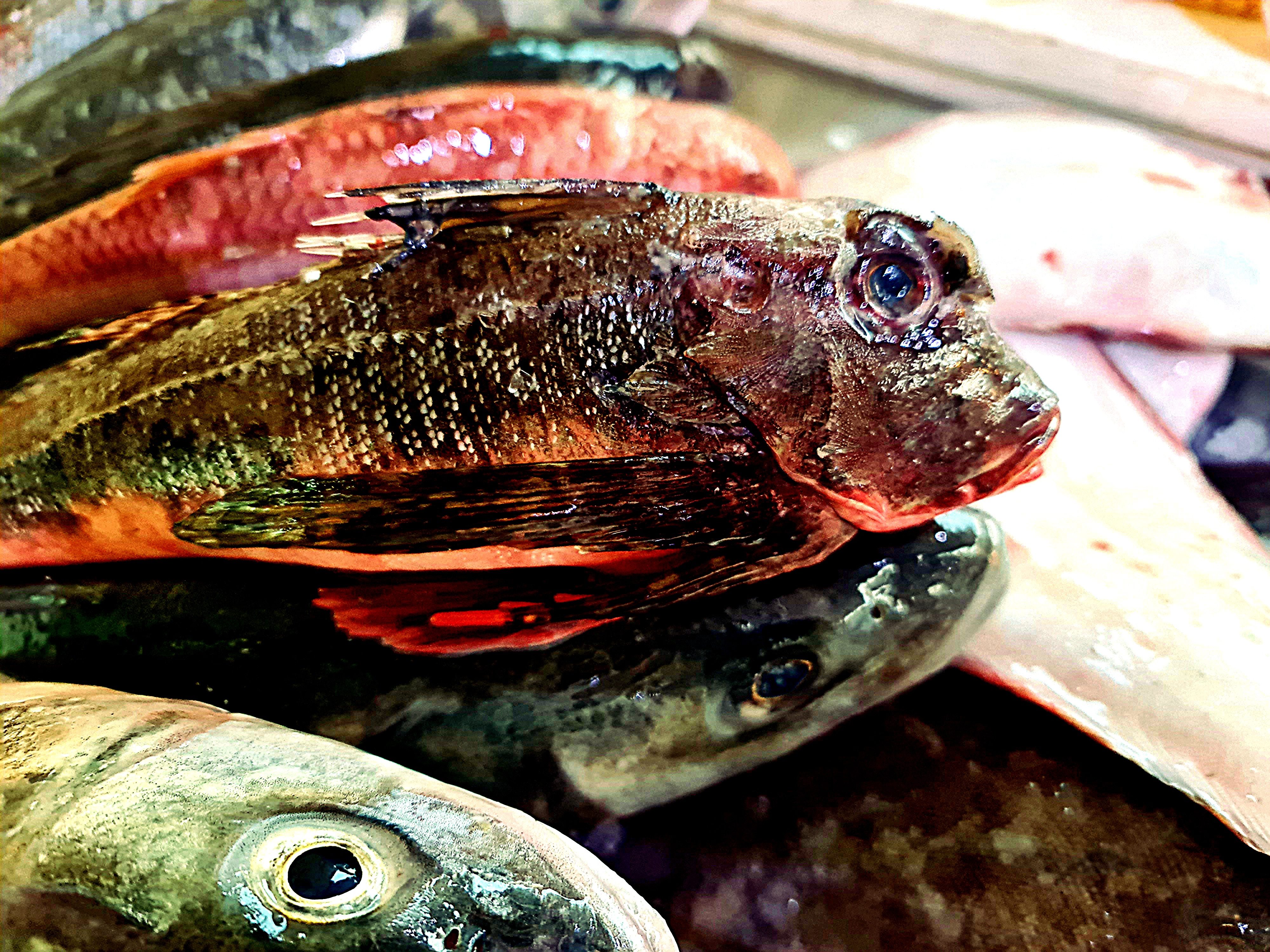 Gernard- Russells Plaice