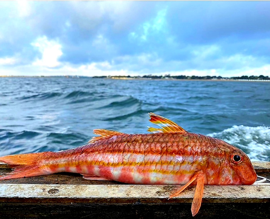 Red Mullet 