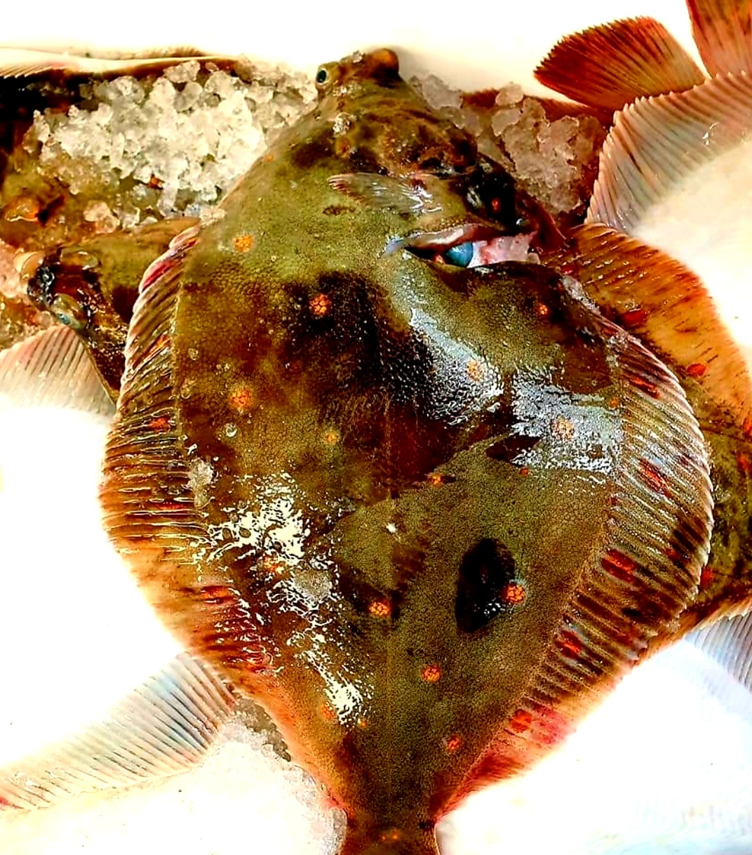 Fresh Plaice 