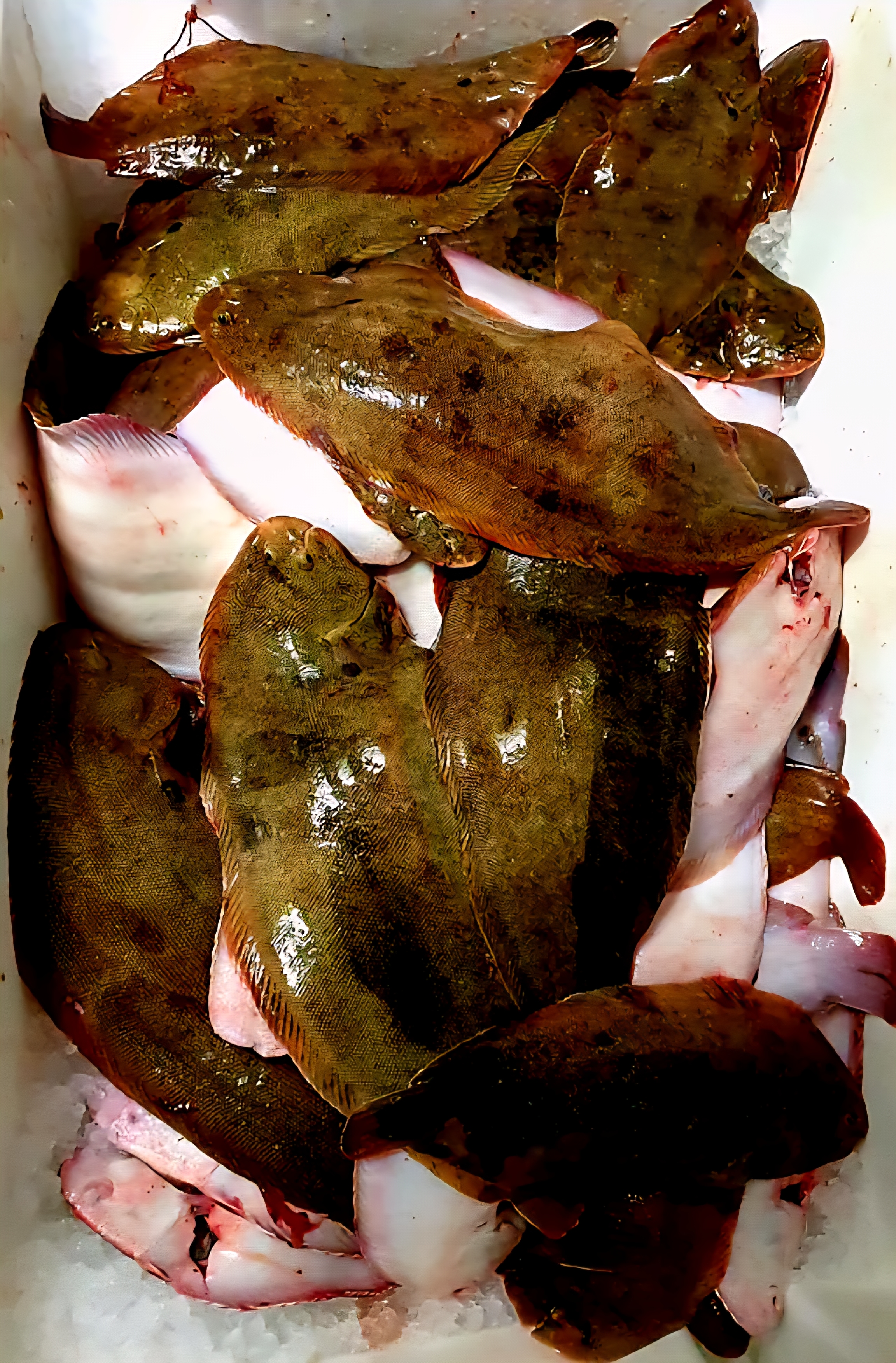 Dover Sole 