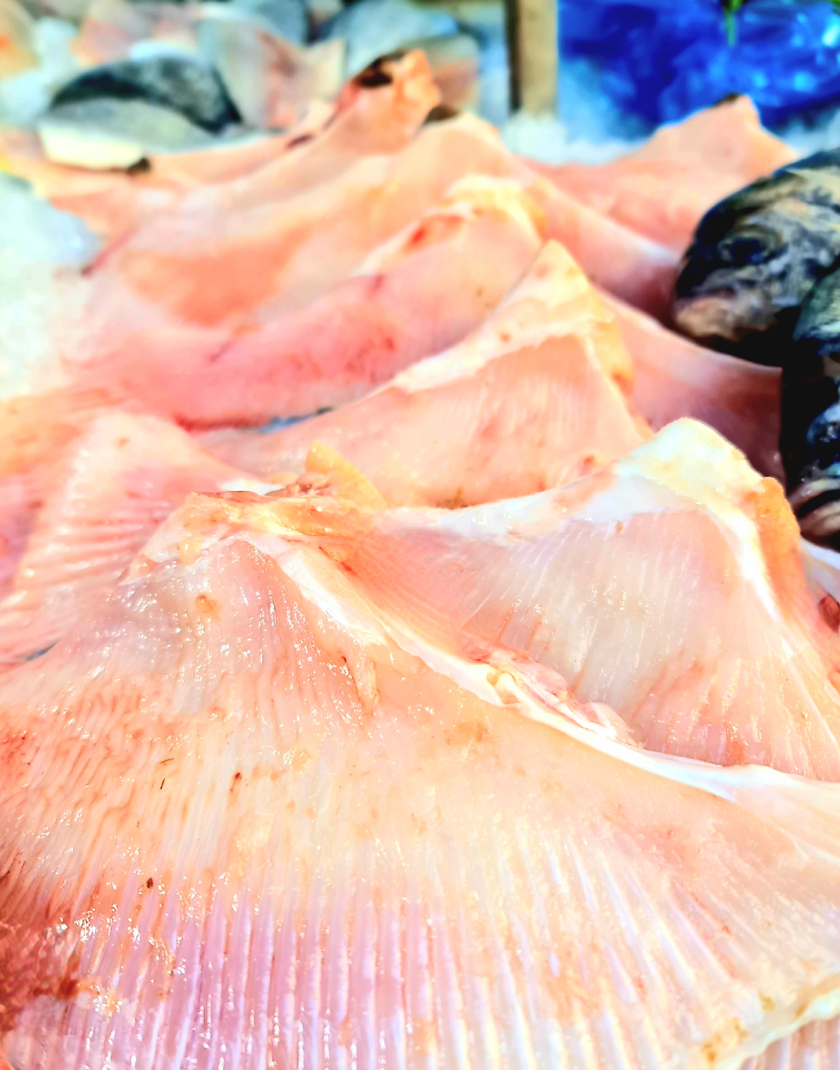 Fresh Skate Wing