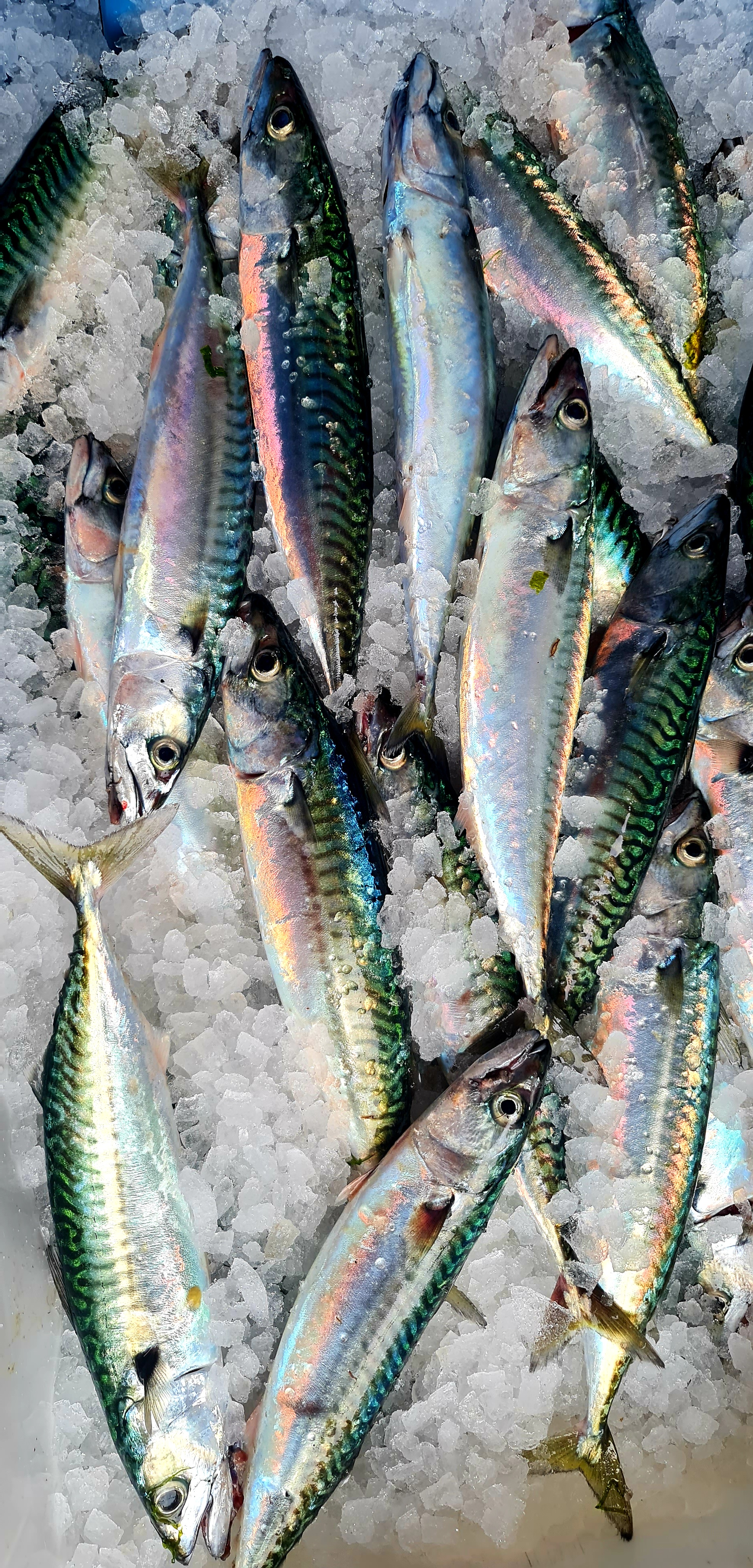 Fresh Mackerel 