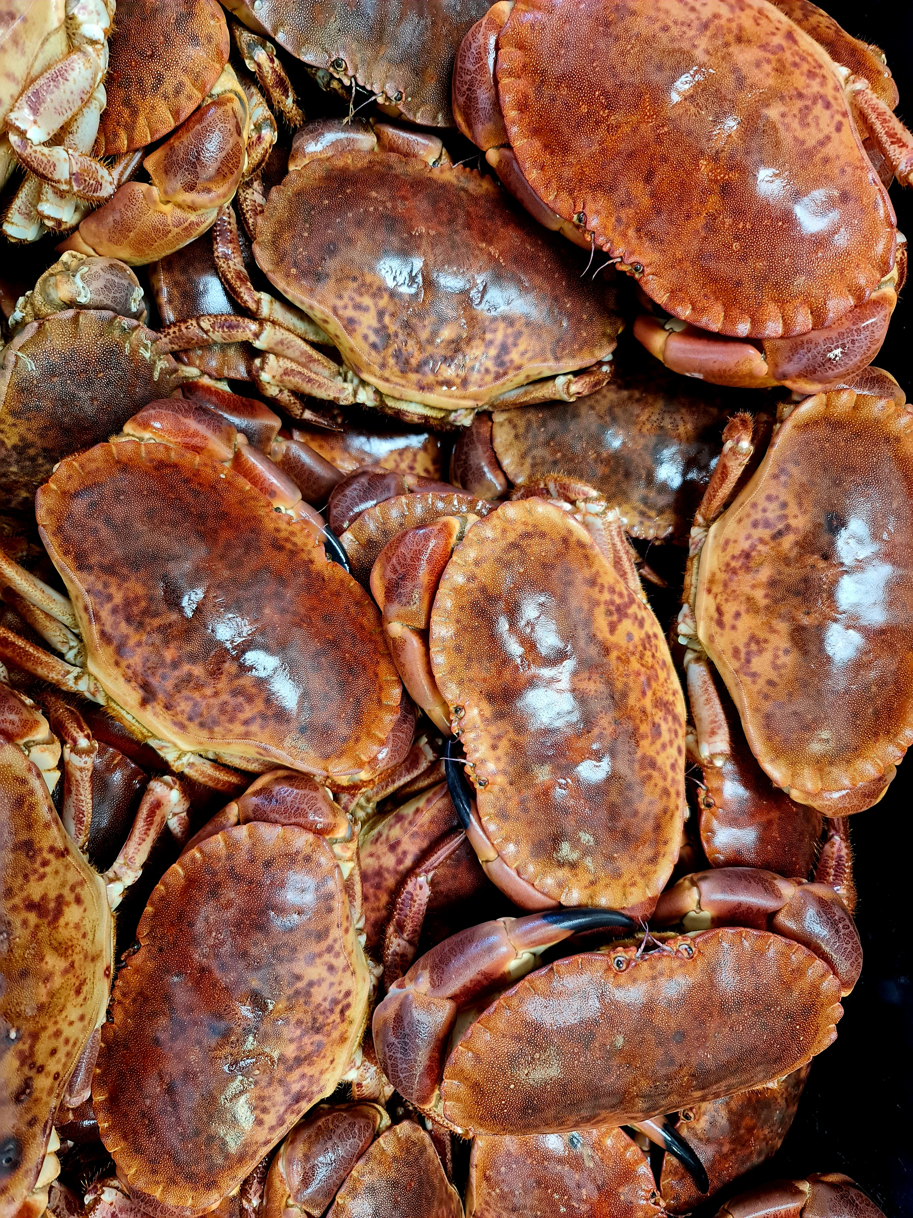 Live Crab - Highcliffe Fishmonger 
