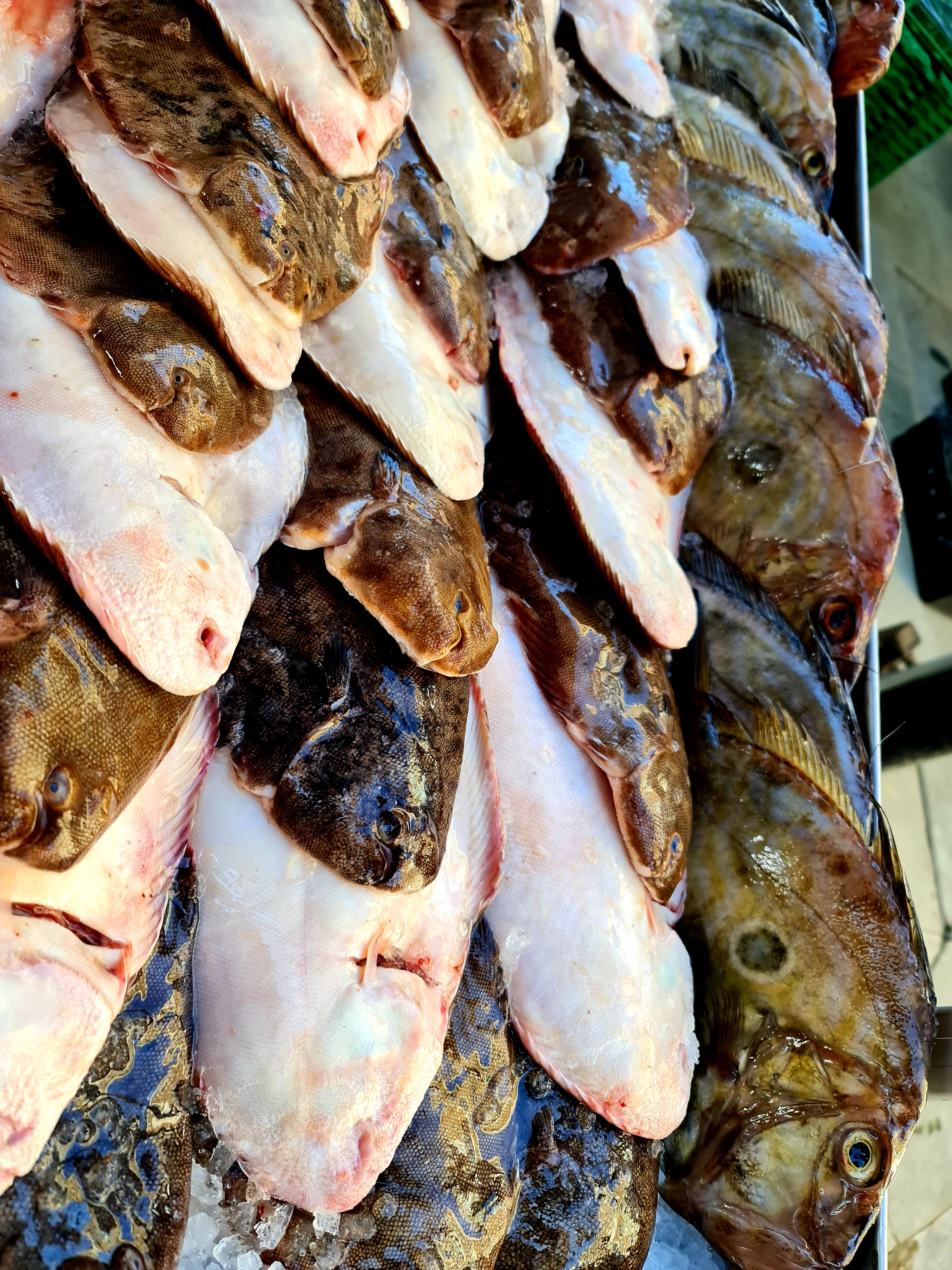 Locally Caught Dover Sole and John Dory