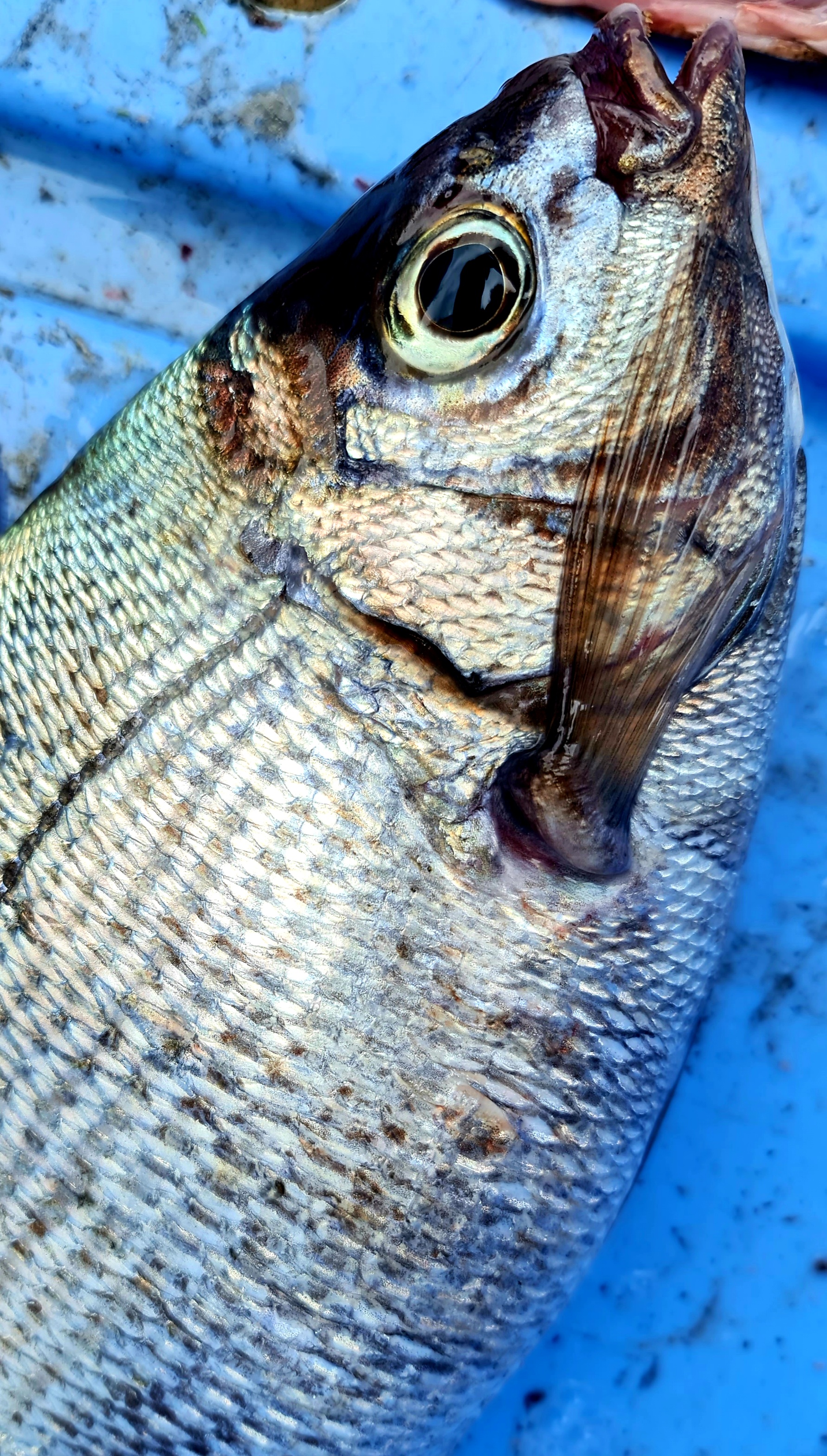 Locally Caught Bream