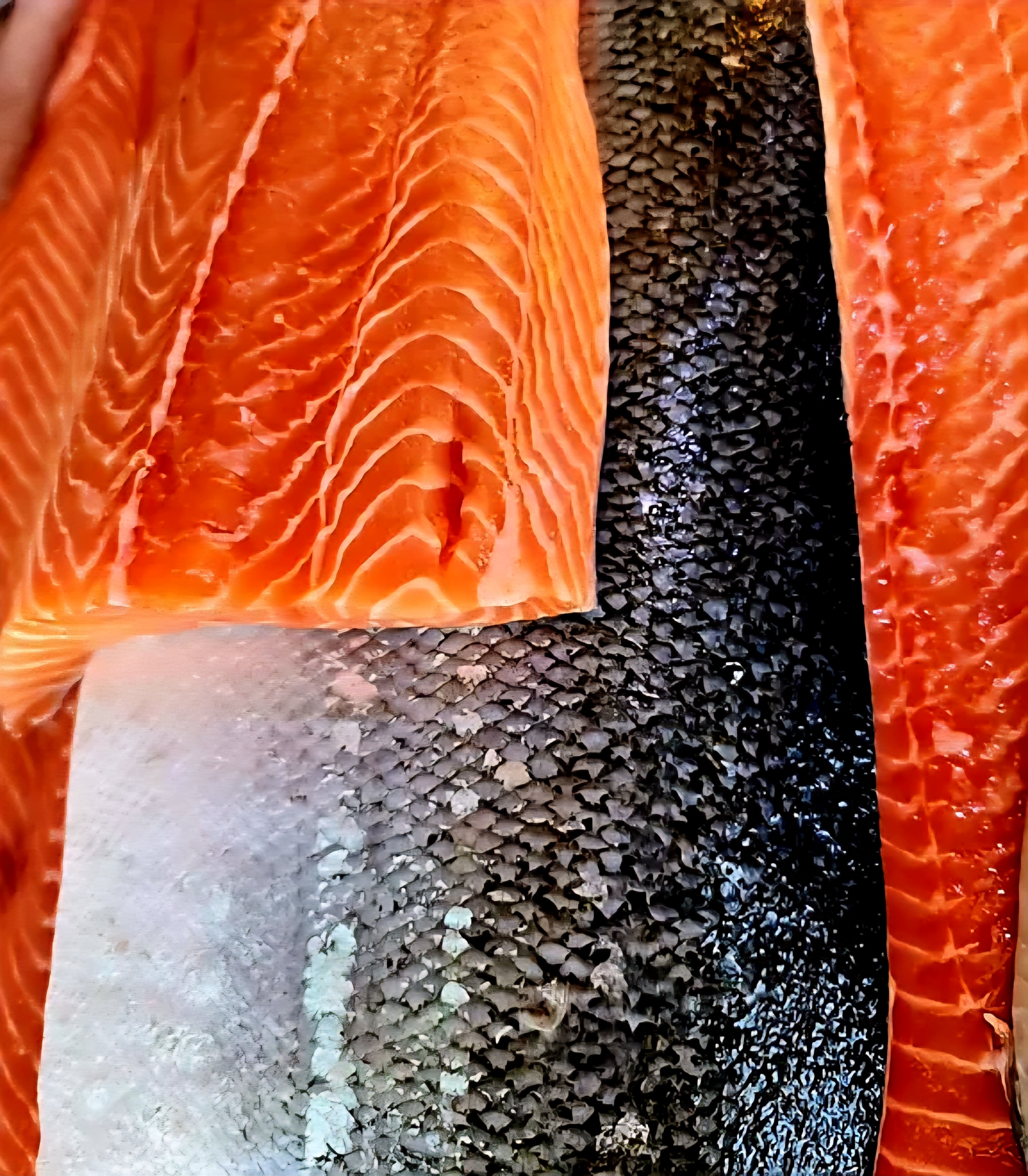 Fresh Salmon 