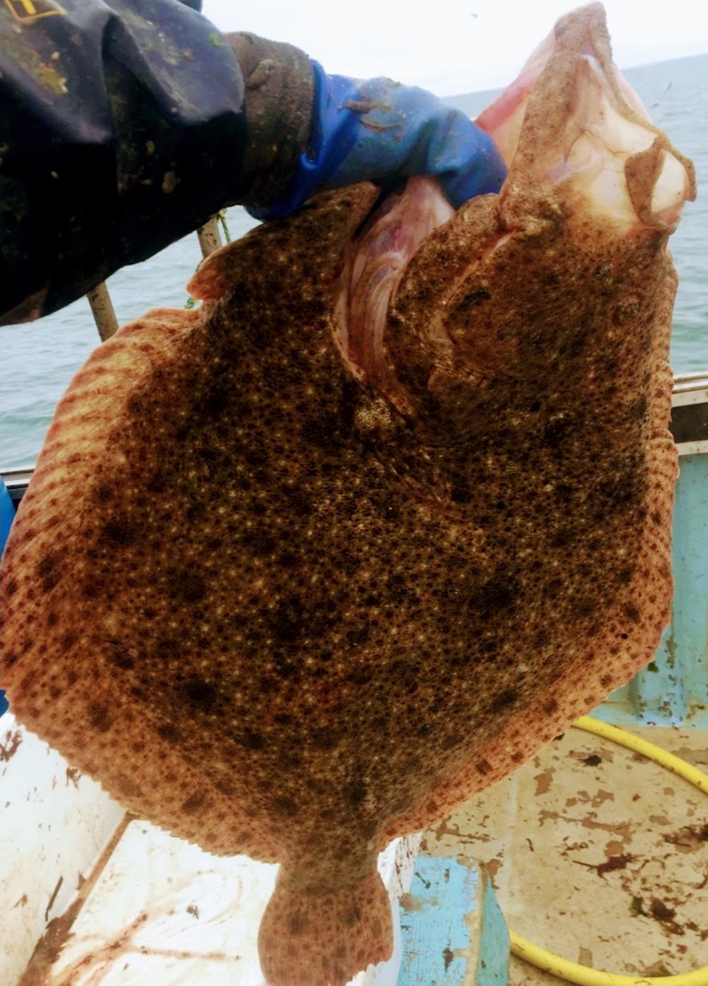 Fresh Turbot 