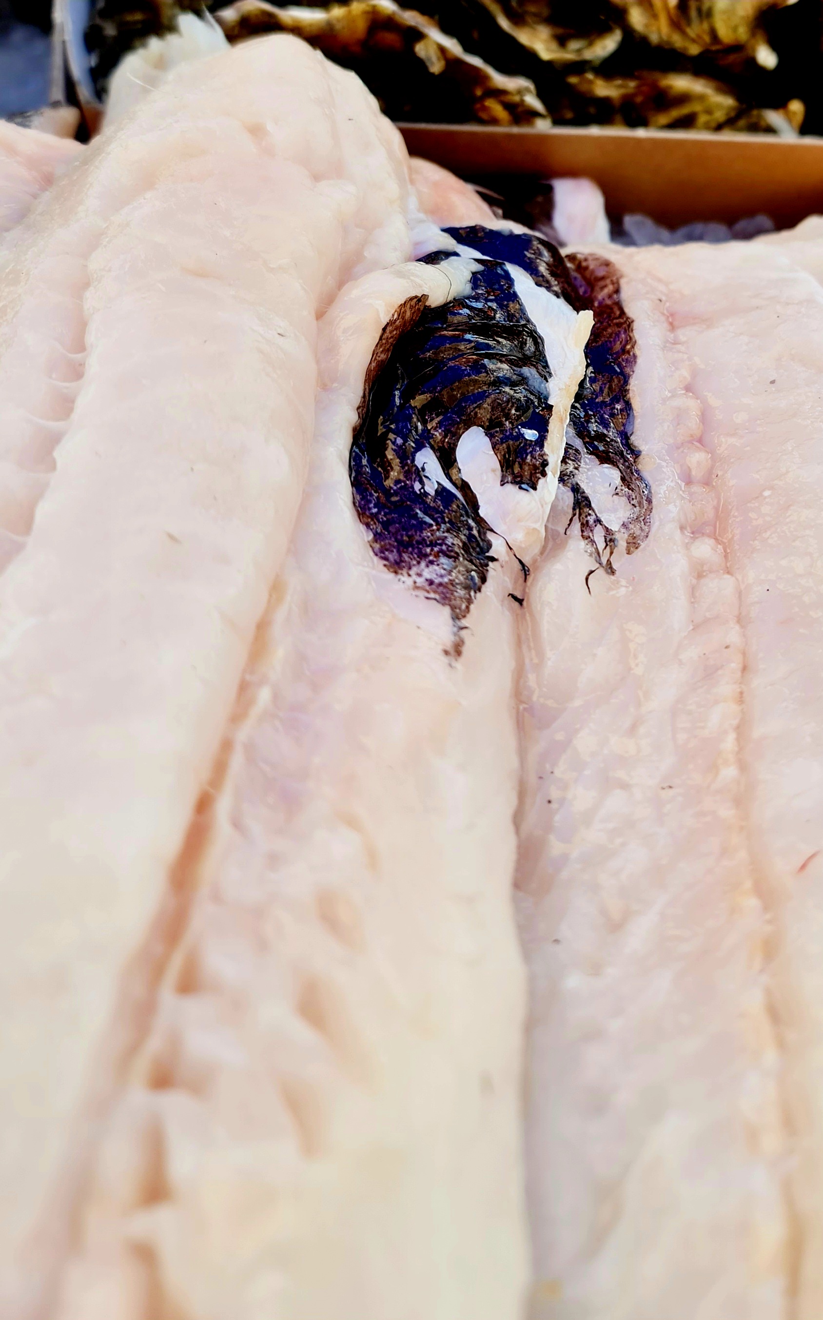Fresh Hake Fillet