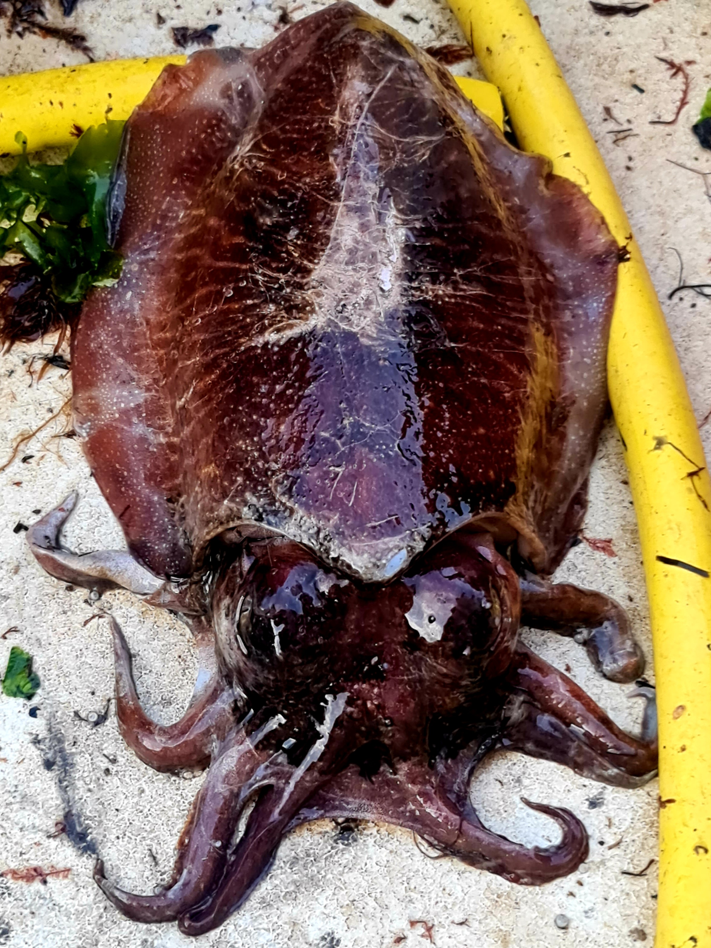 Cuttlefish 