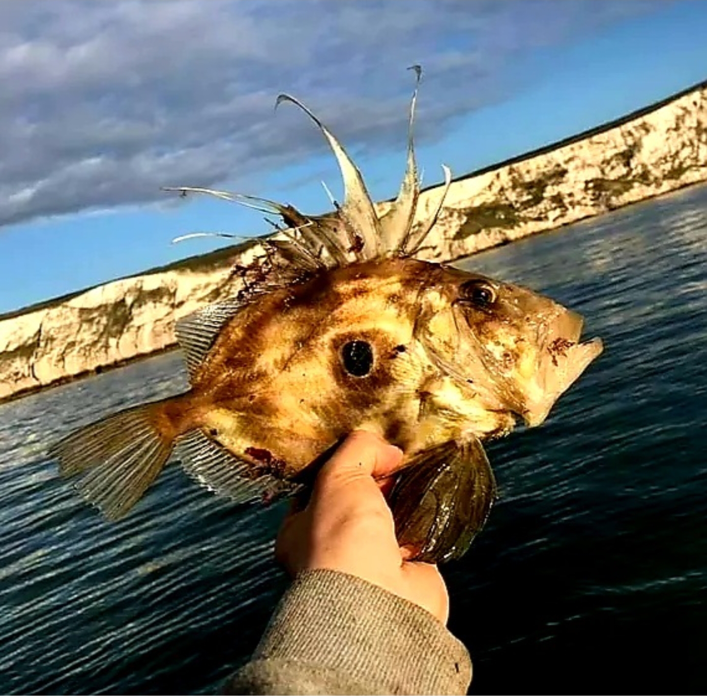 Fresh John Dory