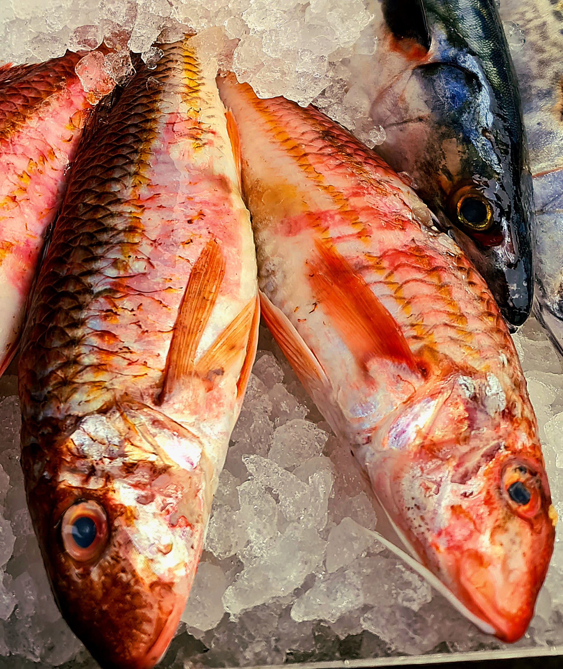 Fresh Red Mullet 