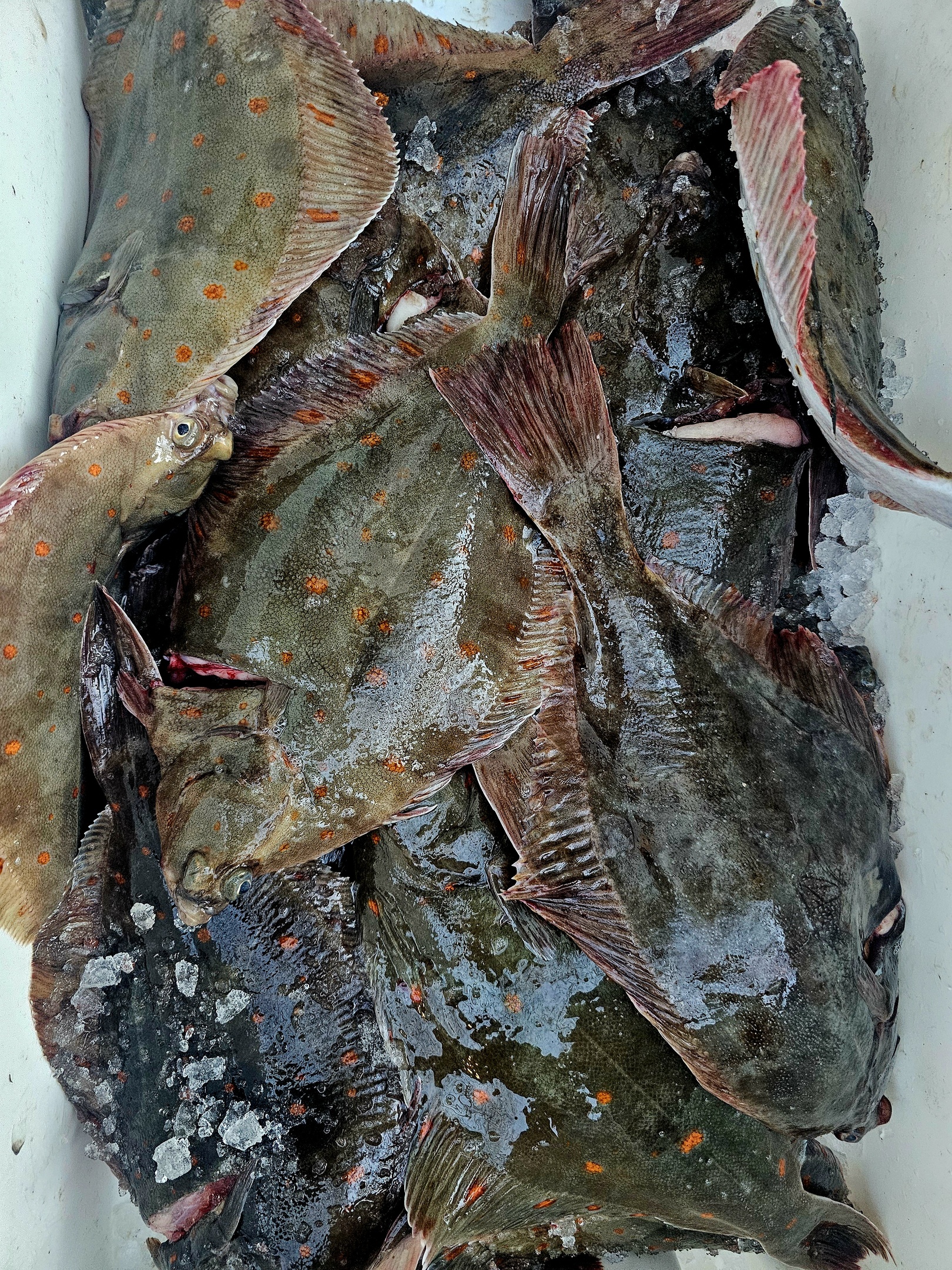 Seafood Highcliffe Fishmonger. 