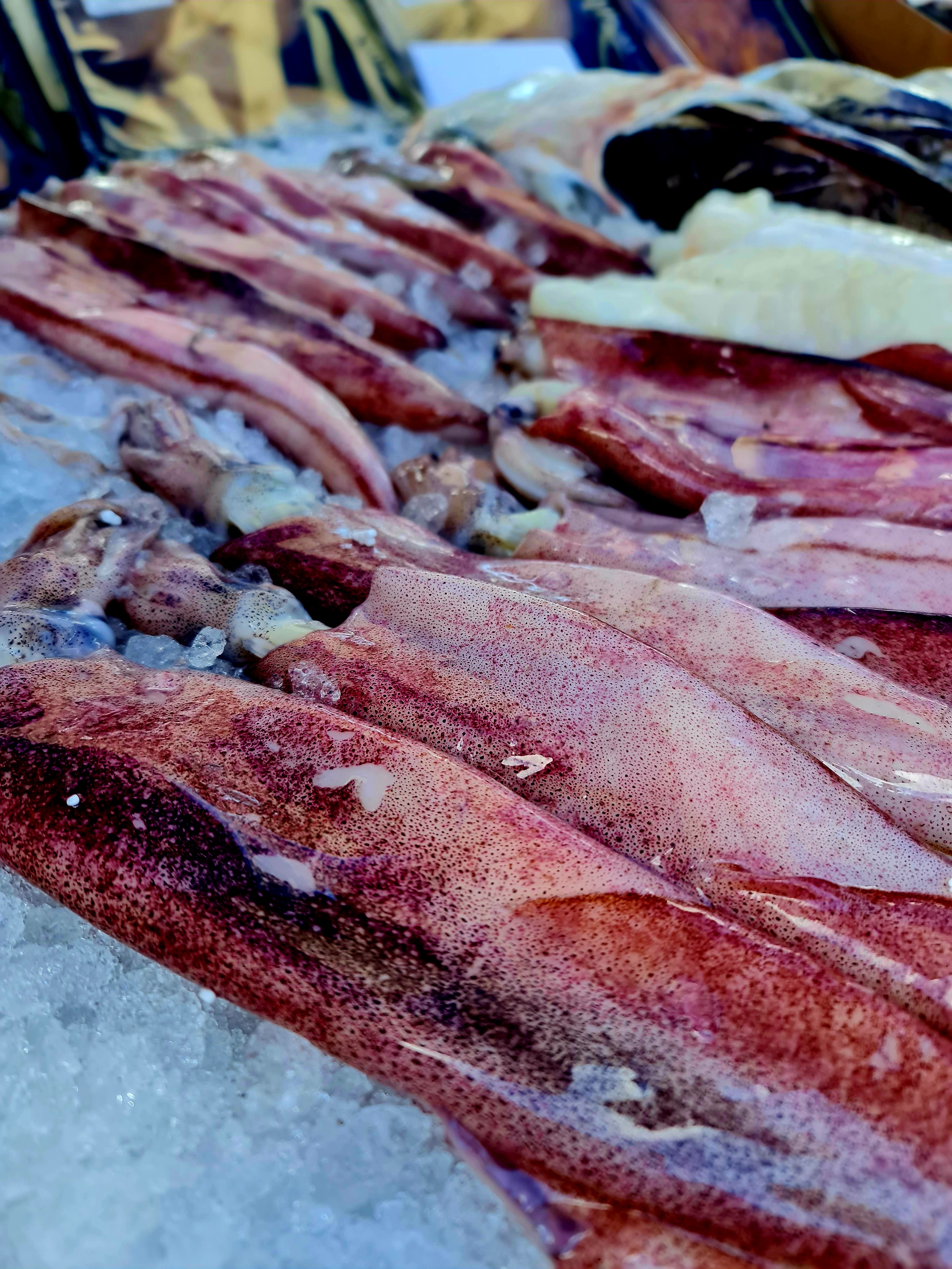 Fresh Squid
